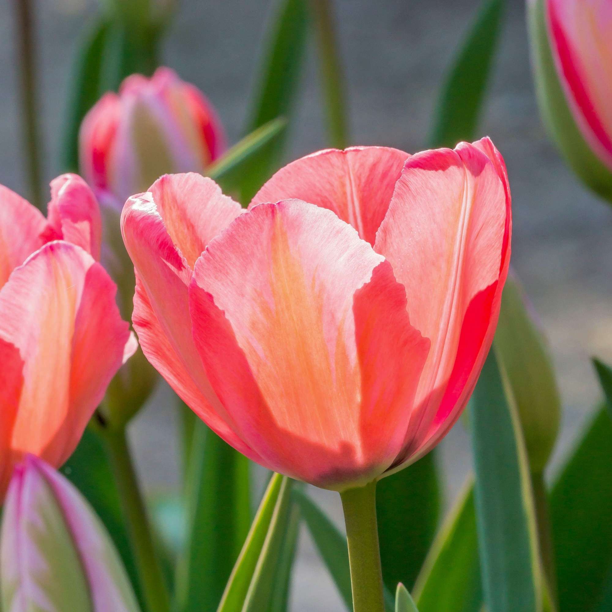 Tulpe 'Design Impression'